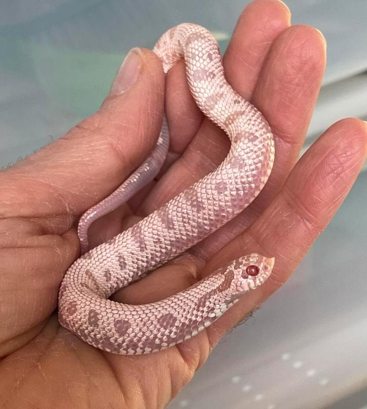1.0 heterodon nasicus ALBINO SUPERARCTIC CONDA