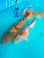 Koi karpers, Karper of Koi