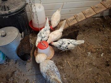 Raskippen beschikbaar voor biedingen