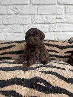 Boompoo pups, boomer x toy poedel, Dieren en Toebehoren, Honden | Chihuahua's en Gezelschapshonden, Nederland, Overige rassen