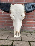 buffelschedel, echte buffel kop, gewei, Groot aanbod, Ophalen of Verzenden, Nieuw, Schedel