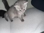 LAATSTE Britse Korthaar Kitten, Meerdere dieren, Kortharig, 0 tot 2 jaar