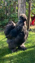 USA zijdehoen Haan 8 maanden oud, Dieren en Toebehoren, Pluimvee, Mannelijk, Kip