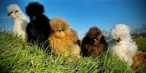 Zijdehoender USA hennen, 10 weken. Hengarantie!, Dieren en Toebehoren, Pluimvee, Kip, Vrouwelijk