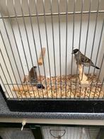 Ceresamadine, Dieren en Toebehoren, Vogels | Overige Vogels, Meerdere dieren, Tropenvogel