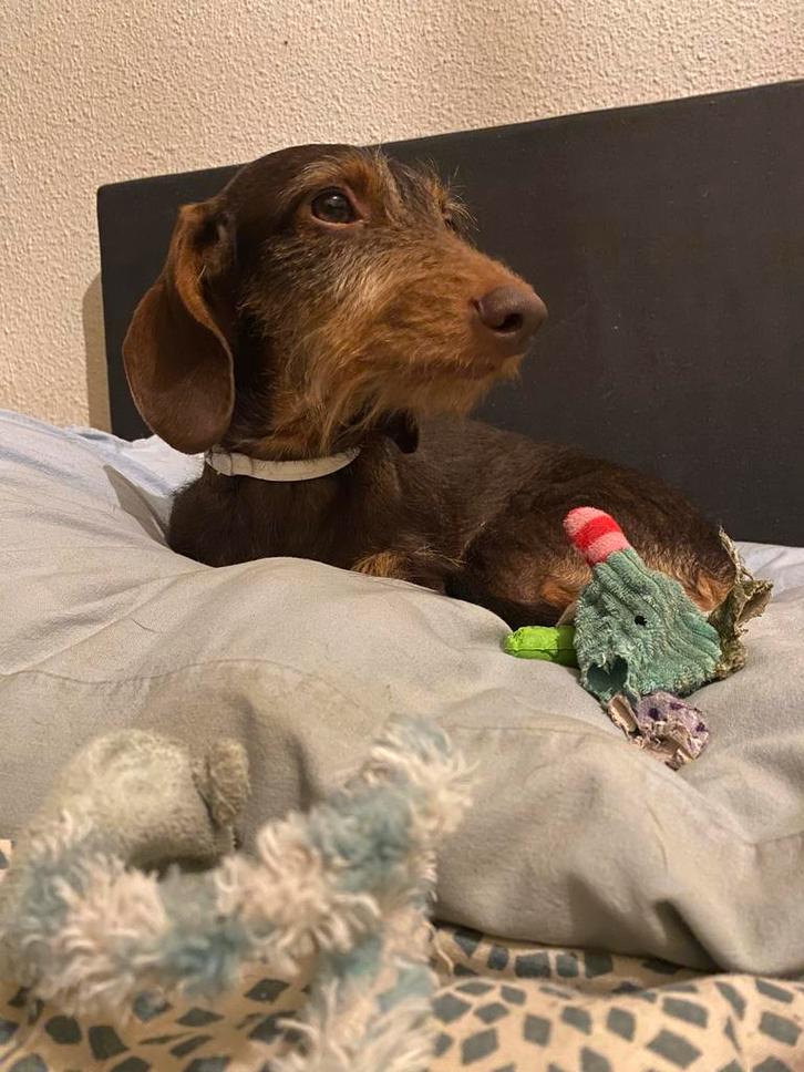 Teckel reuw kort harig meisje, Dieren en Toebehoren, Honden | Niet-rashonden, Klein, Teef, Particulier, Eén hond, Nederland, 1 tot 2 jaar