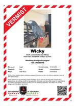 grijze roodstaart Wicky vermist, Papegaai