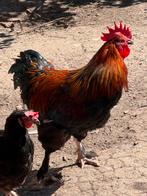 Marans haan zwart koperhals, Dieren en Toebehoren, Mannelijk, Kip