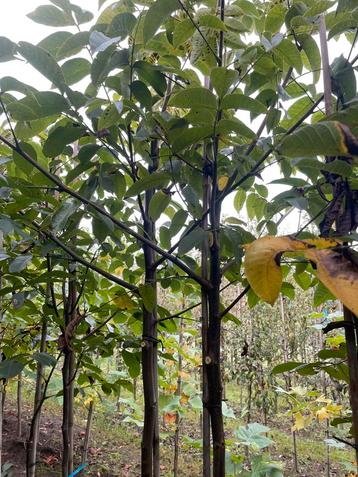 Walnoten. Tamme kastanje. Pruimen . Peren. Appels beschikbaar voor biedingen