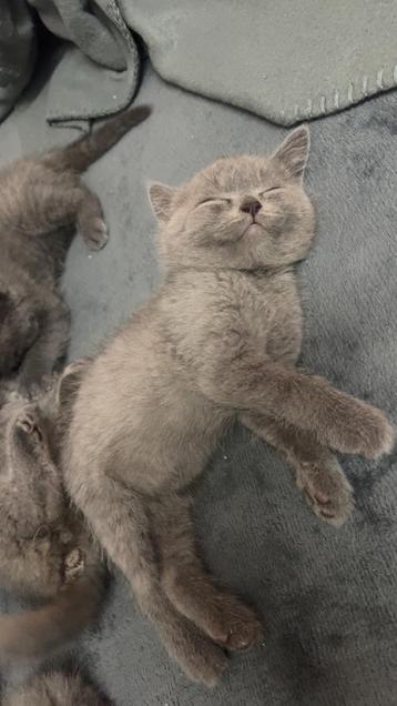 Britse korthaar Kittens beschikbaar voor biedingen