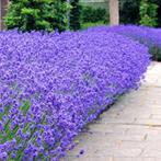 Lavendel Munstead 1,5 literpot €3,= 2 voor €5,=, Ophalen, Overige soorten, Volle zon