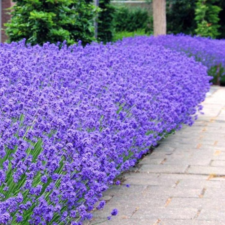 Lavendel Munstead 1,5 literpot €3,= 2 voor €5,=, Tuin en Terras, Planten | Tuinplanten, Overige soorten, Volle zon, Ophalen