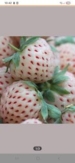 Ananasaardbeiplantjes, pineberrie, moestuin, moestuinplantje, Ophalen of Verzenden, Volle zon