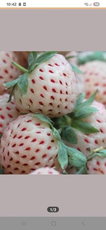 Ananasaardbeiplantjes, pineberrie, moestuin, moestuinplantje beschikbaar voor biedingen