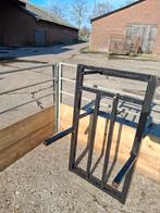 Overwenbok/ schapen, Vrouwelijk, Schaap