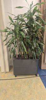 Plantenbak hydrocultuur, Tuin en Terras, Bloembakken en Plantenbakken, Ophalen, Kunststof, Gebruikt, Minder dan 30 cm