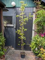 Cornus Kousa meerdere stammen, Tuin en Terras, Planten | Bomen, Ophalen, Volle zon, Overige soorten