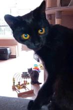 1zwart poes  savannah Begaal Bieden, Dieren en Toebehoren, Katten en Kittens | Raskatten | Langhaar, Meerdere dieren, Ontwormd