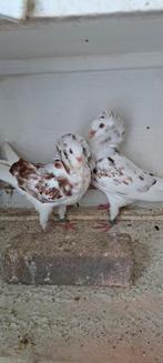 Te koop sierduiven Oudhollands kapucijnen duiven, Meerdere dieren, Overige soorten