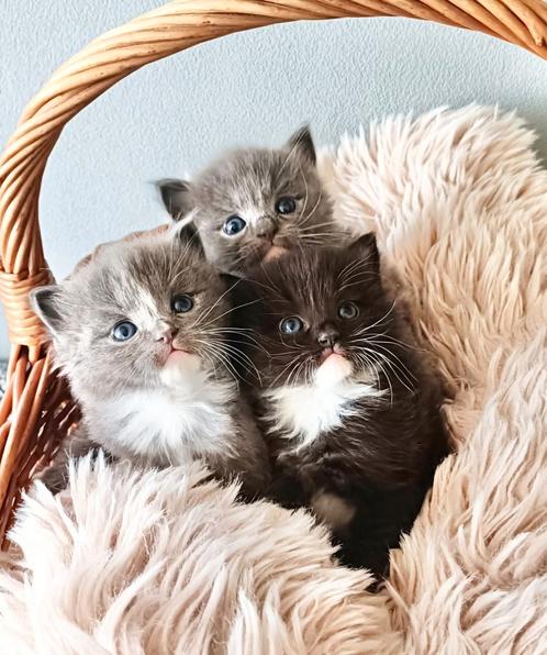 Prachtige Noorse Boskat x Ragdoll kittens, Dieren en Toebehoren, Katten en Kittens | Raskatten | Langhaar, Kater, 0 tot 2 jaar