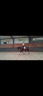 Lieve e pony 7 jarige ruin, Dieren en Toebehoren, Ophalen, Zo goed als nieuw, Dressuur