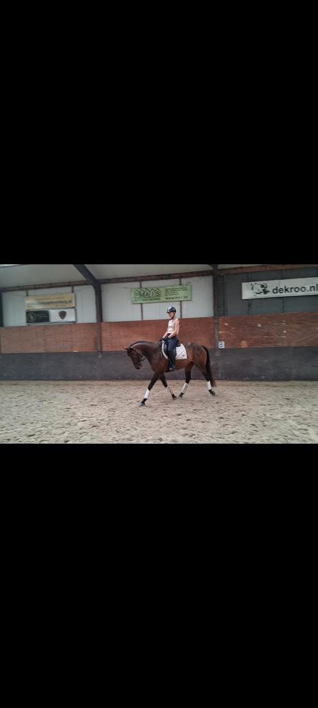 Lieve e pony 7 jarige ruin, Dieren en Toebehoren, Paarden en Pony's | Overige Paardenspullen, Zo goed als nieuw, Dressuur, Ophalen