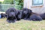 Fieldtrial labrador puppy met stamboom!, 6 jaar of ouder, Labrador retriever, Meerdere dieren, Eén hond