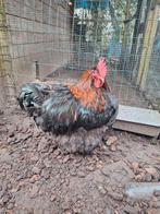 Orpington haan (groot) te koop, Dieren en Toebehoren, Pluimvee, Mannelijk, Kip