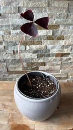 Oxalis Triangularis in pot, Overige soorten, In pot, Minder dan 100 cm, Bloeiende kamerplant