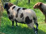 Stamboek bonte dekram, Dieren en Toebehoren, Mannelijk, Schaap
