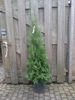 Thuja occidentalis King of Brabant 120/140cm Haagconifeer, Tuin en Terras, Planten | Struiken en Hagen, Ophalen, Conifeer, 100 tot 250 cm