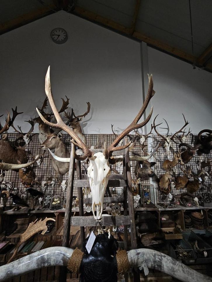 edelhert schedel met originele onderkaak sku 3, Verzamelen, Dierenverzamelingen, Nieuw, Schedel, Hert, Ophalen