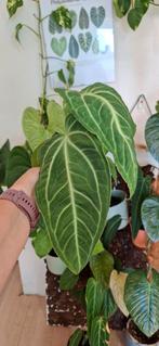 anthurium villenaorum, Huis en Inrichting, Kamerplanten, Ophalen of Verzenden, Overige soorten, Minder dan 100 cm
