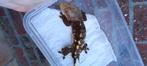 1.0 Bewezen Dark Phantom portholes wimpergekko man (poss cap, Hagedis, 3 tot 6 jaar
