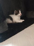 Maine Coon kittens, Dieren en Toebehoren, Kater, Gechipt, 0 tot 2 jaar