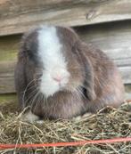 Konijn nhd X Minilop, Dieren en Toebehoren, Mannelijk, Dwerg, Hangoor, 0 tot 2 jaar