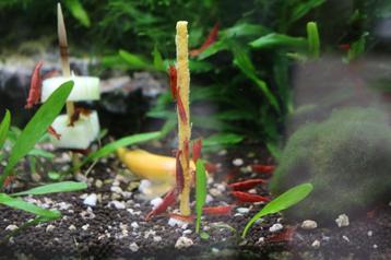 te koop neocardina garnalen beschikbaar voor biedingen