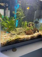 Aquarium 50l incl. Vissen en toebehorende spullen, Ophalen, Zo goed als nieuw, Gevuld zoetwateraquarium