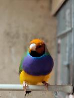 Gouldsamadine man, Mannelijk, Tropenvogel, Geringd