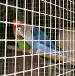 Prachtig bewezen koppel agapornis fisheri lovebirds, Meerdere dieren, Dwergpapegaai of Agapornis, Geringd