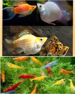 Gezocht: ballon mollies en garnaaltjes neo, Dieren en Toebehoren, Vissen | Aquariumvissen, Overige typen, Zoetwatervis