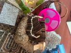 Hamsterscape, Dieren en Toebehoren, Overige typen, Minder dan 75 cm, Zo goed als nieuw, Hamster
