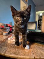 Half Britse Korthaar kitten zwart gestreept poes, Dieren en Toebehoren, Katten en Kittens | Raskatten | Korthaar, Poes