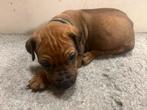 Rhodesian Ridgeback pups te koop ( reutjes), Rabiës (hondsdolheid), Overige rassen, 8 tot 15 weken, Meerdere