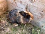 Mooi konijn, Mannelijk, Middelgroot, 0 tot 2 jaar