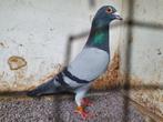 Fond duif doffer zuiver noel peiren, Dieren en Toebehoren, Mannelijk, Postduif