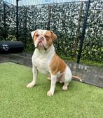 Prachtige Amerikaanse Bulldog Reu met Stamboom, Dieren en Toebehoren, CDV (hondenziekte), Particulier, Bulldog, 1 tot 2 jaar