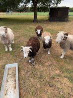 Rammen te koop, Dieren en Toebehoren, Schapen, Geiten en Varkens, Mannelijk, Schaap
