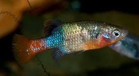Xenotoca Doadrioi “San Marco” Kweektrio -AANBIEDING-, Dieren en Toebehoren, Vissen | Aquariumvissen, Vis