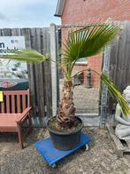 De tropische Mexicaanse waaierpalm Washingtonia robusta, Bloeit niet, 100 tot 250 cm, Palmboom, Ophalen